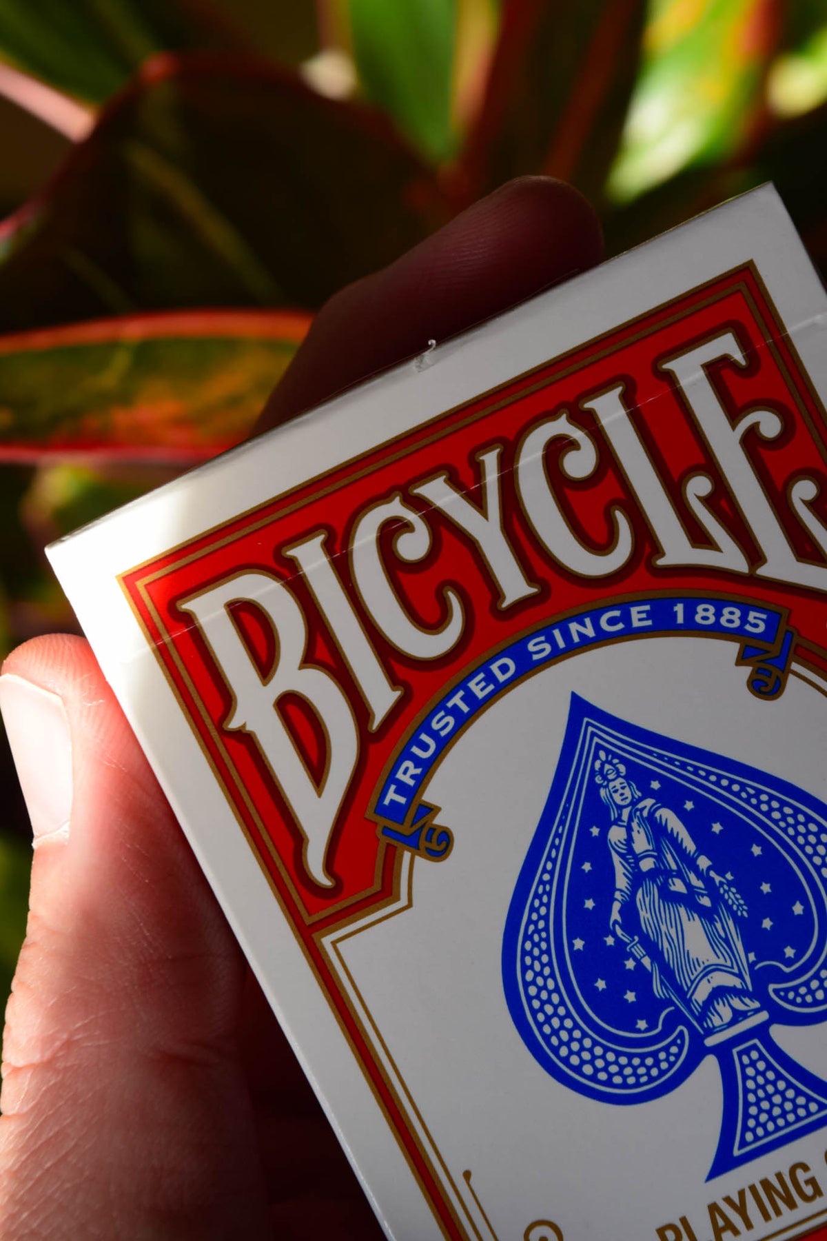 Bicycle Standard